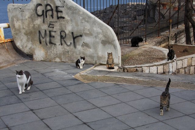 20090119_naplestrp_11_sorrento_cat